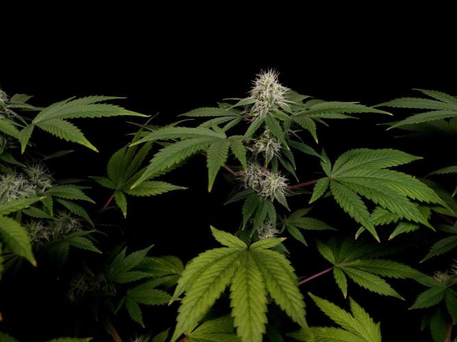Sweet & Sour. Week 13