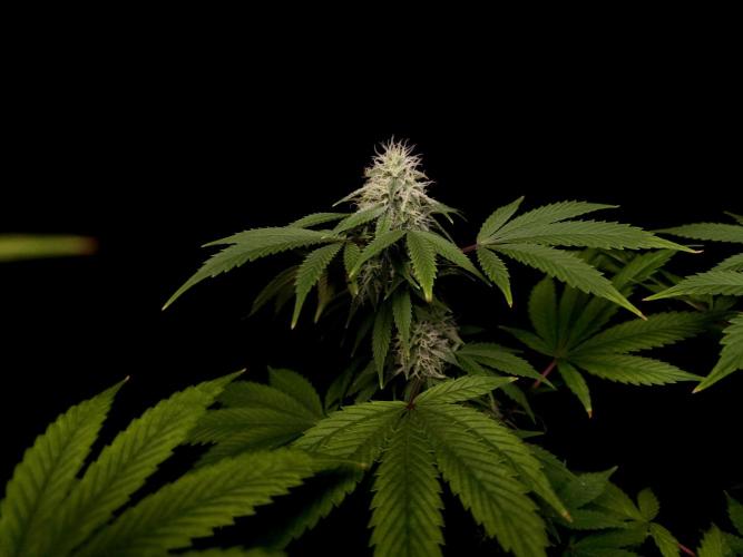 Sweet & Sour. Week 13