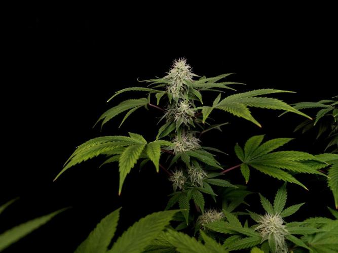 Sweet & Sour. Week 13