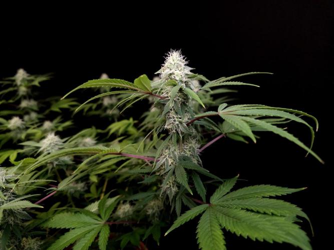 Sweet & Sour. Week 13