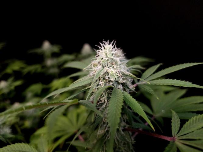 Sweet & Sour. Week 13