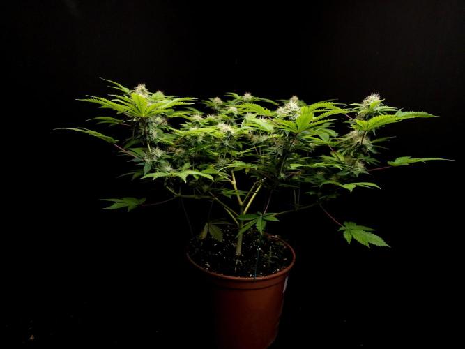 Snow White. Week 13
