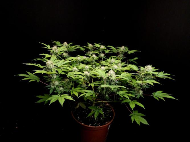 Snow White. Week 13