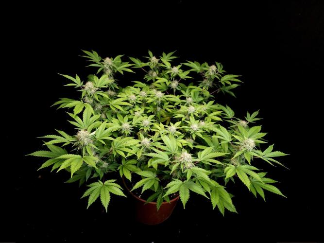 Snow White. Week 13