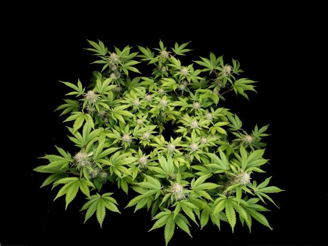 Snow White. Week 13