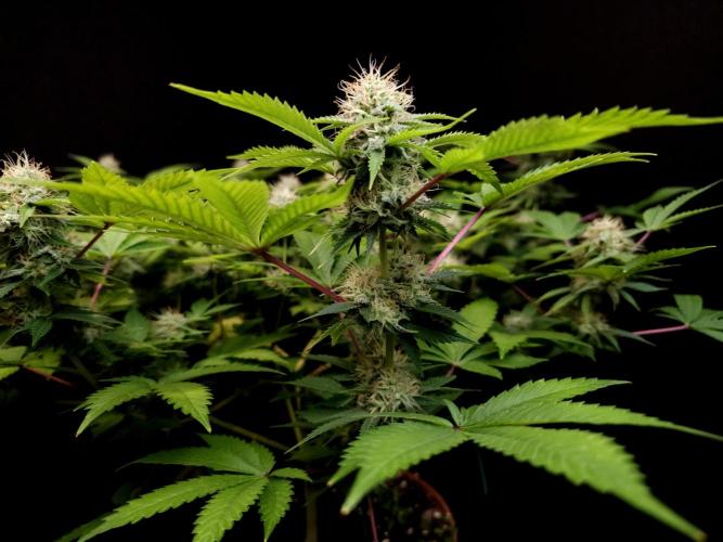 Snow White. Week 13