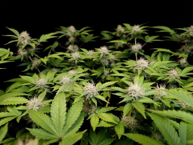 Snow White. Week 13