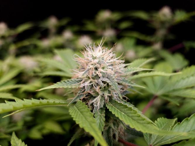 Snow White. Week 13