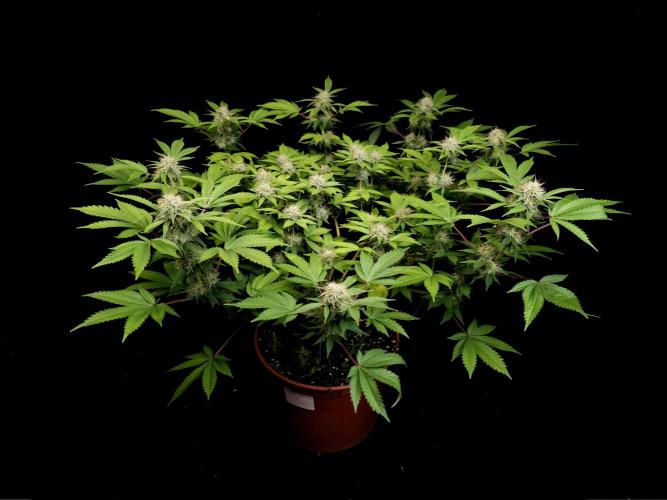 Snow White. Week 13