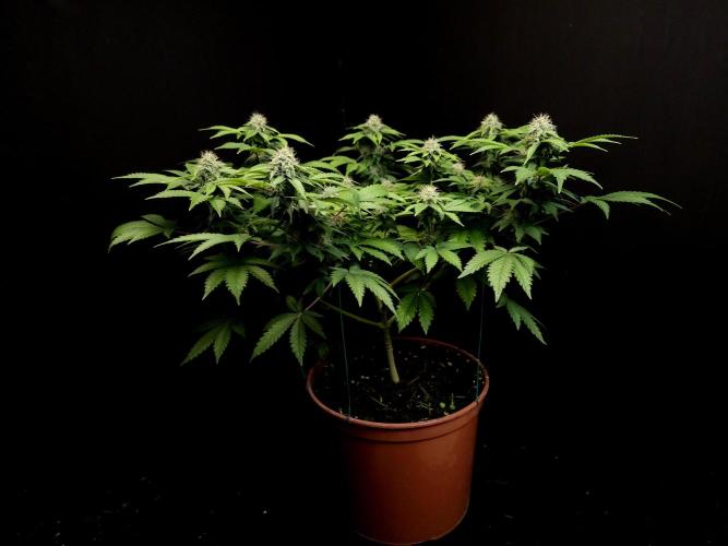 Skunk. Week 13