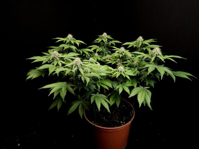 Skunk. Week 13