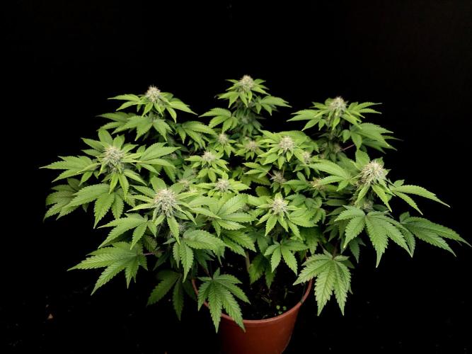 Skunk. Week 13
