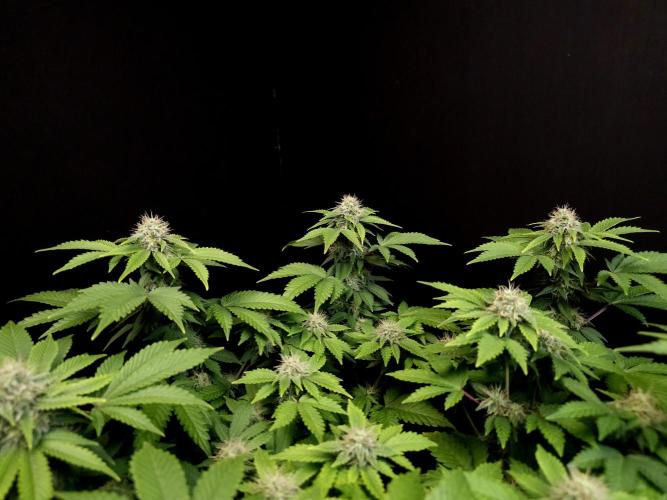 Skunk. Week 13