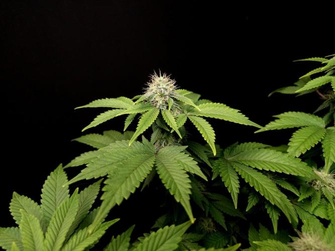 Skunk. Week 13