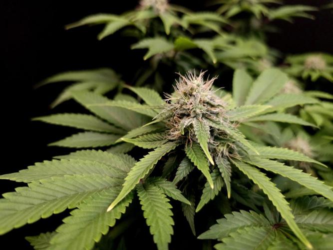 Skunk. Week 13