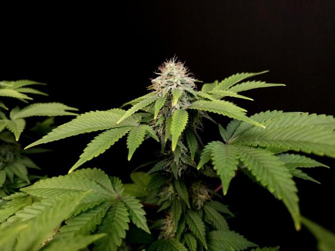 Skunk. Week 13