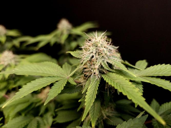 Skunk. Week 13