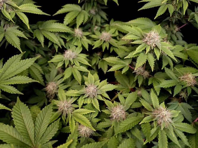 Skunk. Week 13