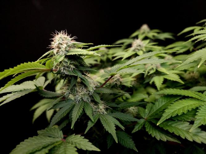 Skunk. Week 13