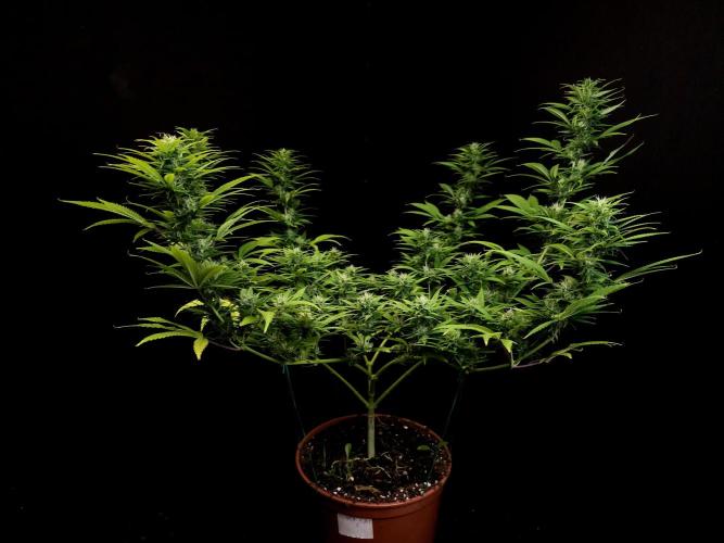 Power plant. Week 13