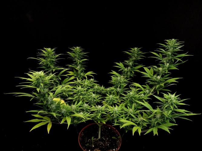 Power plant. Week 13