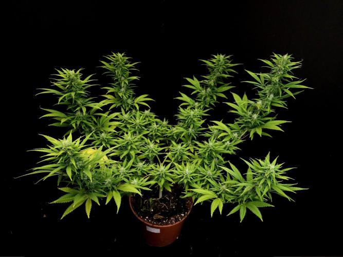 Power plant. Week 13
