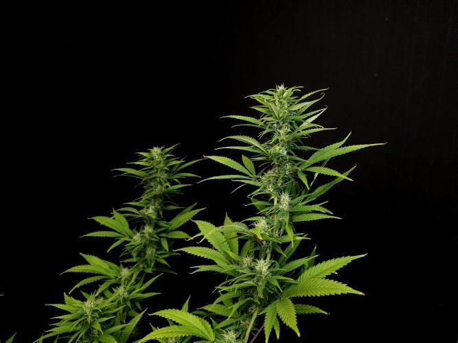 Power plant. Week 13