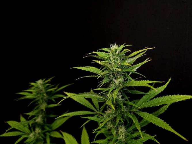Power plant. Week 13
