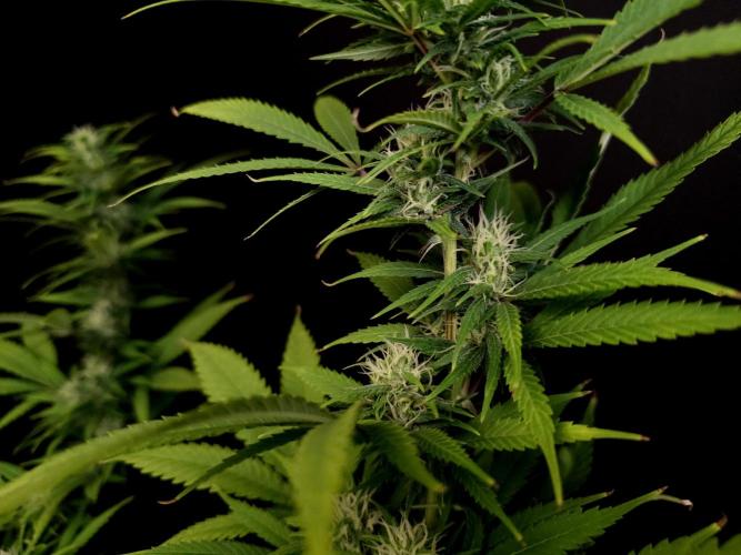Power plant. Week 13