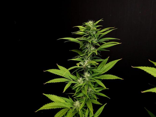 Power plant. Week 13
