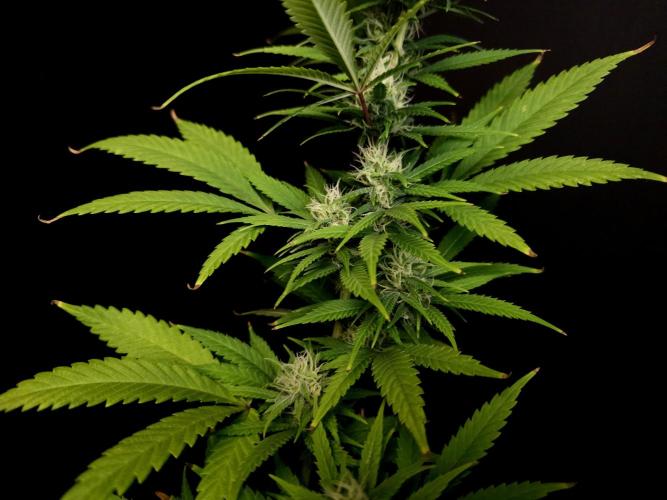 Power plant. Week 13
