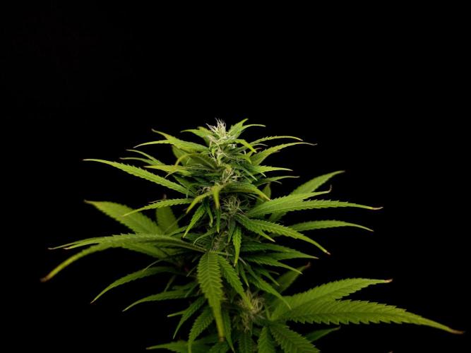 Power plant. Week 13