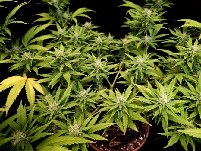 Power plant. Week 13