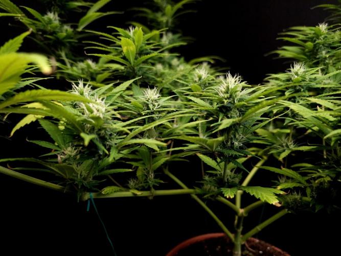 Power plant. Week 13