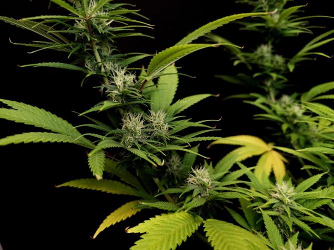 Power Plant. Week 13