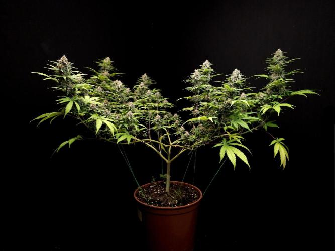 Zkittlez. Week 13