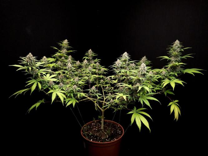 Zkittlez. Week 13