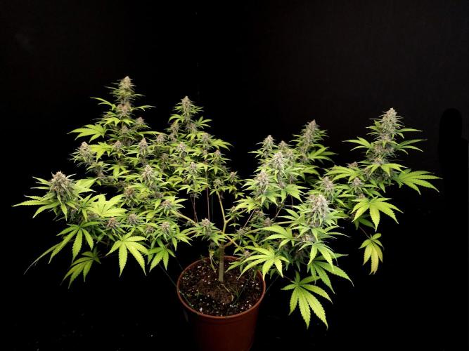 Zkittlez. Week 13