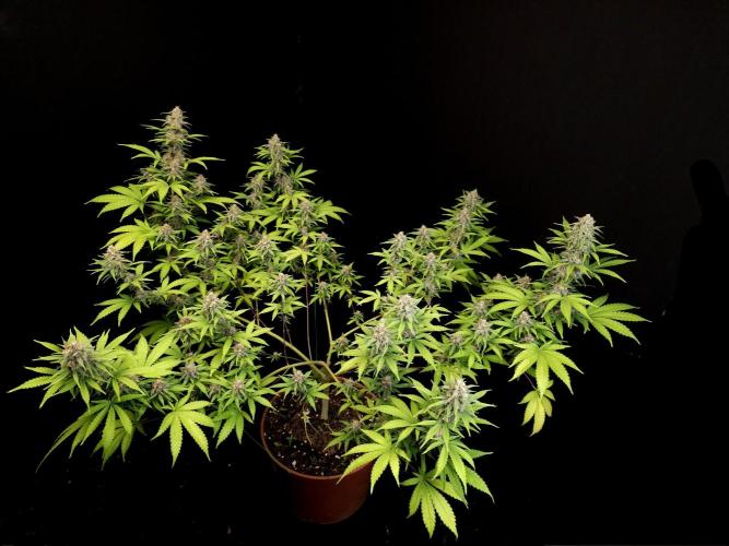 Zkittlez. Week 13