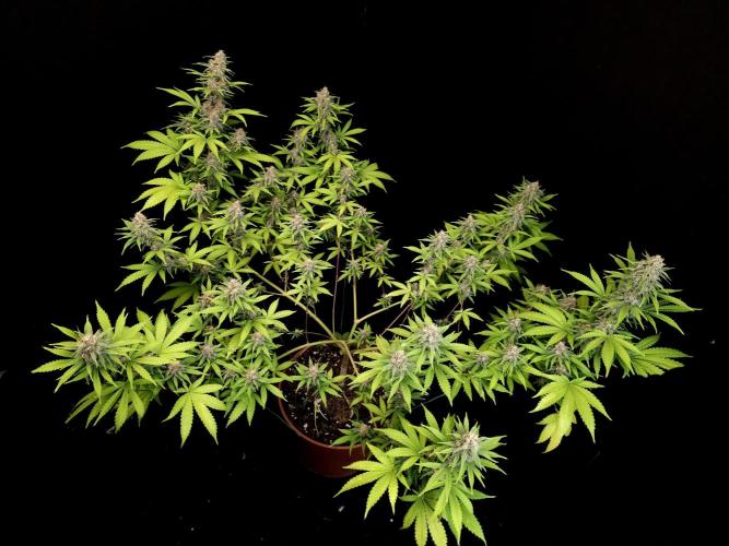 Zkittlez. Week 13