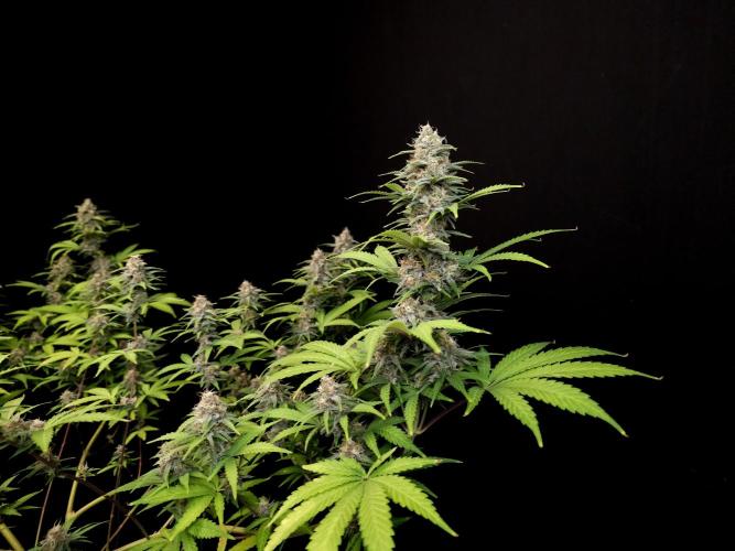 Zkittlez. Week 13