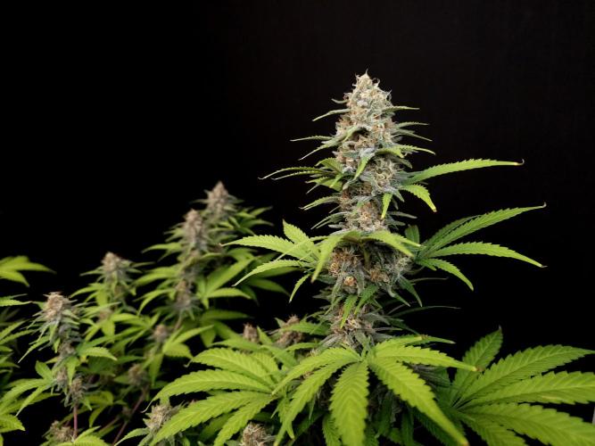 Zkittlez. Week 13