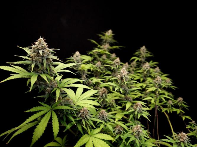 Zkittlez. Week 13