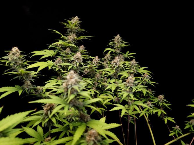 Zkittlez. Week 13