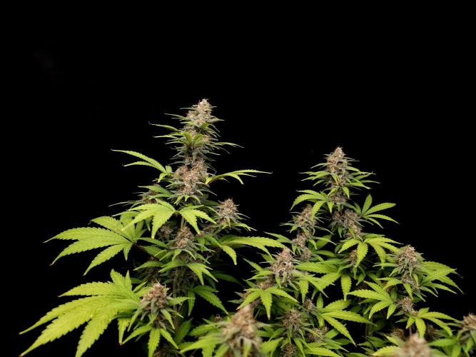 Zkittlez. Week 13