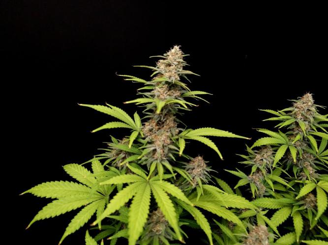 Zkittlez. Week 13