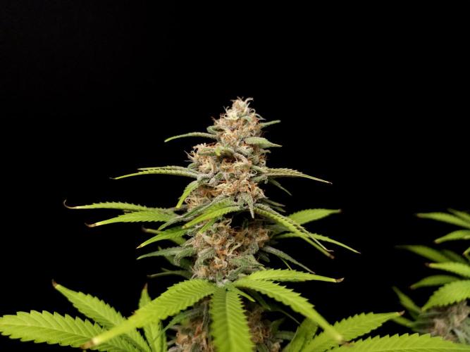 Zkittlez. Week 13