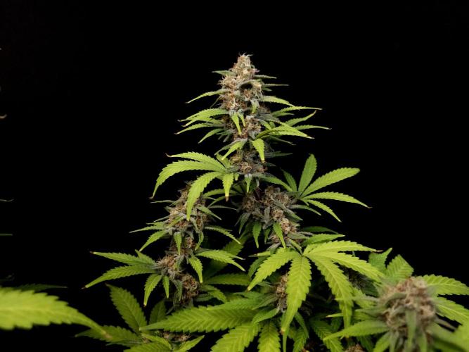 Zkittlez. Week 13