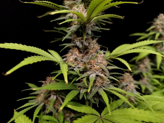 Zkittlez. Week 13