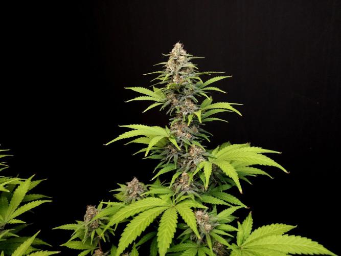 Zkittlez. Week 13